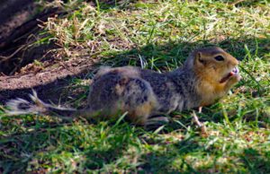 nationalpark kanada bc alberta wohnmobil tierwelt