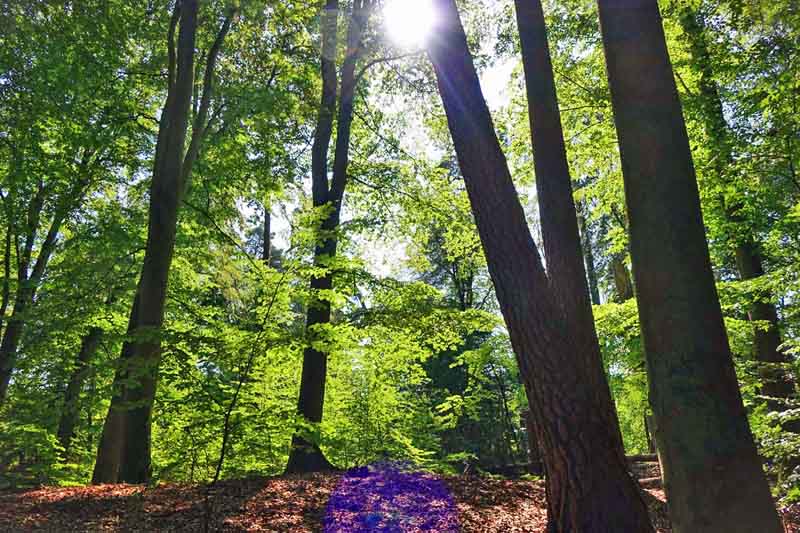 Urwald in Deutschland 19 weltnaturerbe alte buchenwälder zinow mv müritz nationalpark