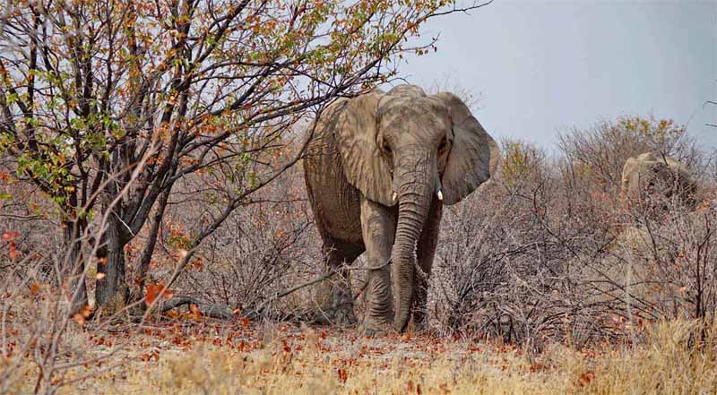 ETOSHA NATIONALPARK 18 elefant wüstenelefant etosha nationalpark namibia wüste namib graue könige der wüste