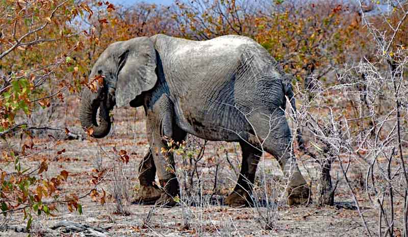 ETOSHA NATIONALPARK 19 elefant in der wüste namib namibia etosha