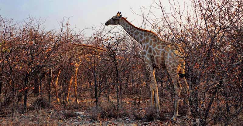SAFARI IN AFRIKA 4 giraffen im etosha nationalpark namibia