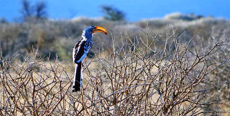 ETOSHA NATIONALPARK 4 gelbschnabeltoko im etosha nationalpark namibia selbstfahrer