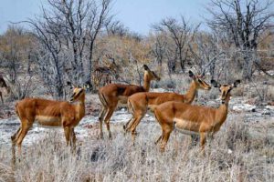 TIERWANDERUNGEN IN AFRIKA 11 etosha nationalpark namibia wildtiere beobachten rundreise afrika