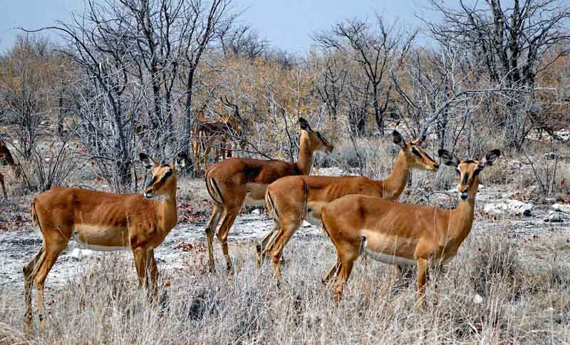 ETOSHA NATIONALPARK 2 etosha nationalpark namibia wildtiere beobachten rundreise afrika