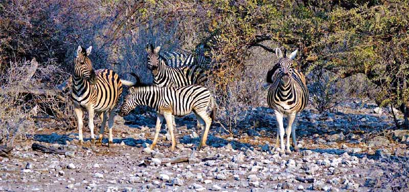 ETOSHA NATIONALPARK 15 etosha nationalpark namibia zebra
