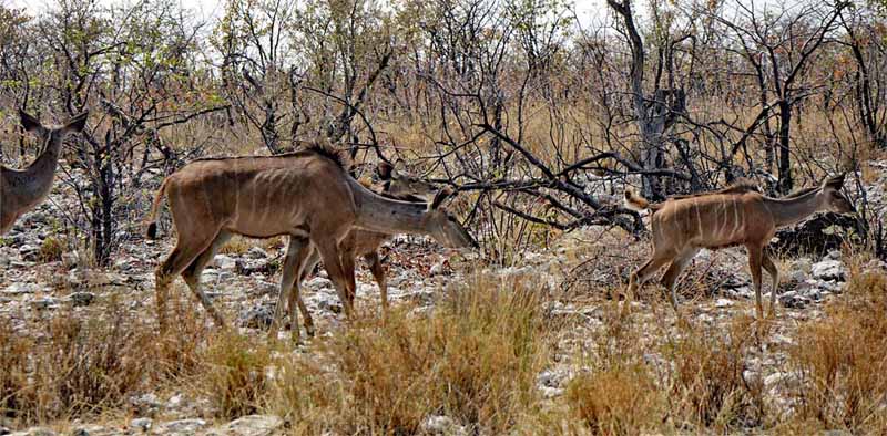 ETOSHA NATIONALPARK 13 kudu weibchen kälber kalb antilope etosha nationalpark