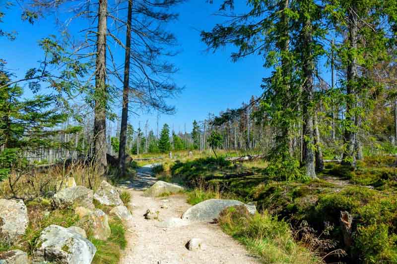 Urwald in Deutschland 17 wanderung rund um das torfhaus im nationalpark harz