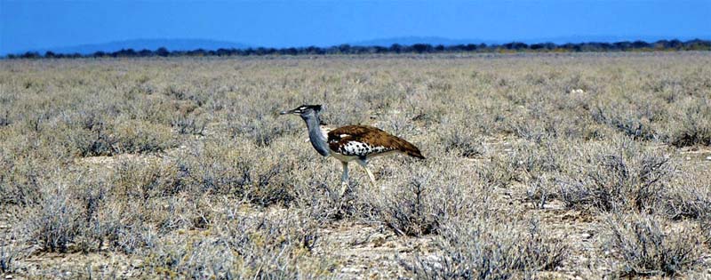 ETOSHA NATIONALPARK 11 riesentrappe etosha nationalpark namibia