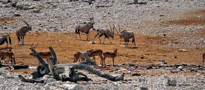 ETOSHA NATIONALPARK 16 wasserstelle im etosha nationalpark oryx antilope impala