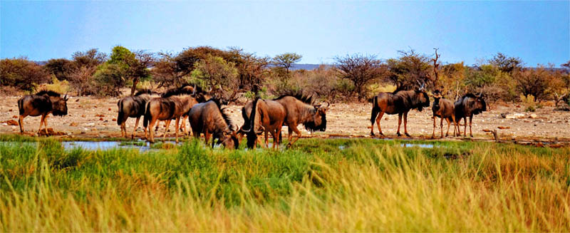 ETOSHA NATIONALPARK 5 streifengnu herde etosha nationalpark namibia