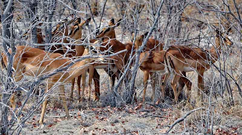 ETOSHA NATIONALPARK 12 schwarznasen impala namibia namib etosha