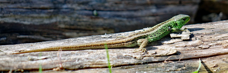 Urwald in Deutschland 24 eidechse natur wildnis deutschland naturschutzgebiet