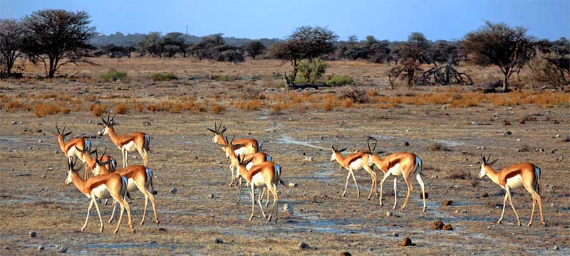 ETOSHA NATIONALPARK 17 springböcke im etosha nationalpark namibia