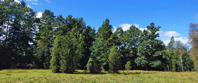 STORE MOSSE NATIONALPARK 3 store mosse nationalpark schweden wandern