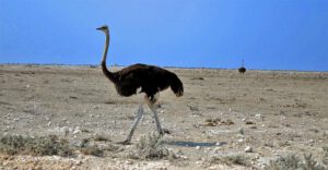 ETOSHA NATIONALPARK 10 strauß straußenvogel etosha nationalpark namibia