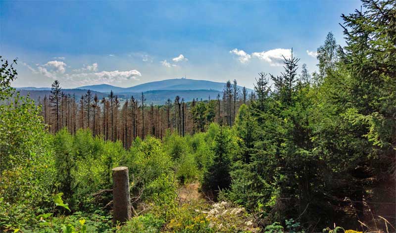 Urwald in Deutschland 2 urwald in deutschland wildnis wilde wälder
