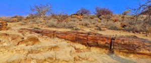 ZURÜCK IN DIE VERGANGENHEIT 7 versteinerter baum wald petrified forest namibia afrika