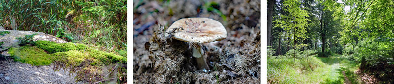 Waldhistorischer Lehrpfad im Naturpark Steinwald (Oberpfalz) 5 pilz moos waldhistorischer lehrpfad naturpark steinwald wandern oberpfalz