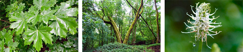 Urwald in Deutschland 3 wald naturpark haßberge unterfranken ebern