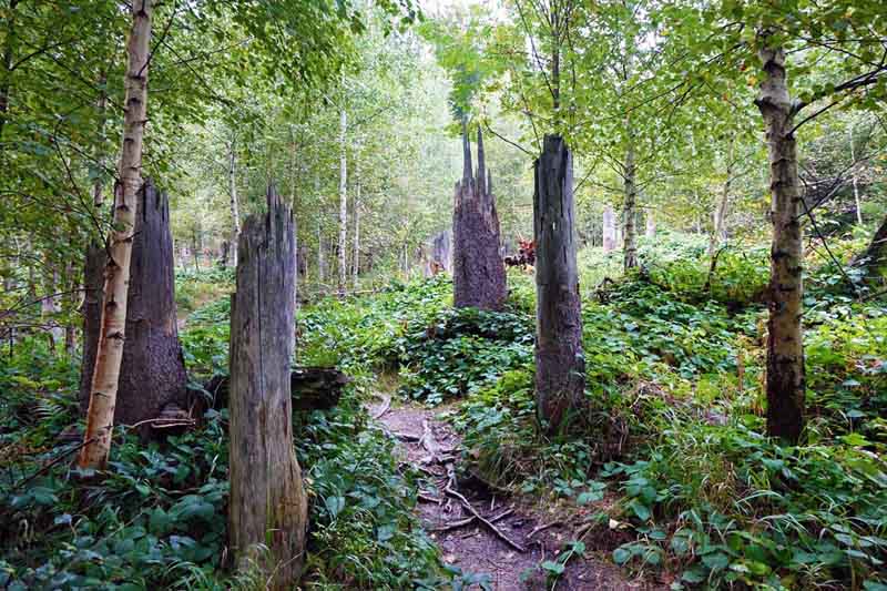 Urwald in Deutschland 9 urwald bayerischer wald nationalpark großer rachel wanderung