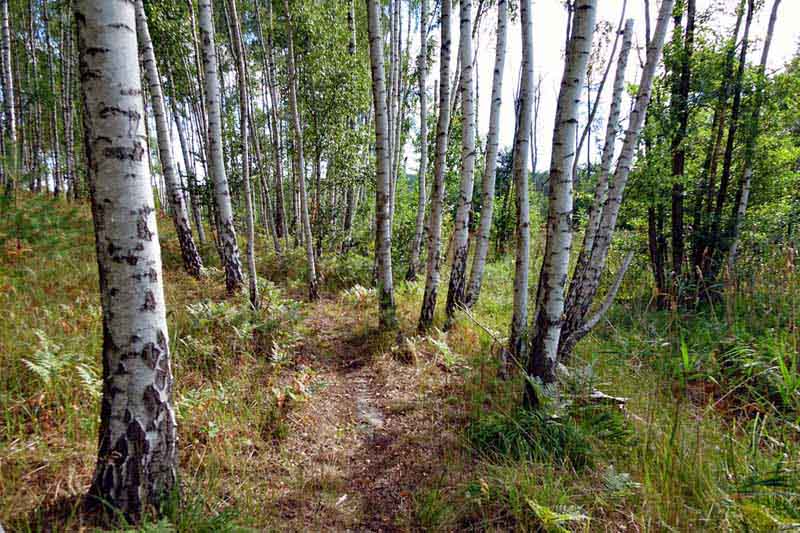 Urwald in Deutschland 15 urwald wildnis lieberoser heide brandenburg wildnispfad