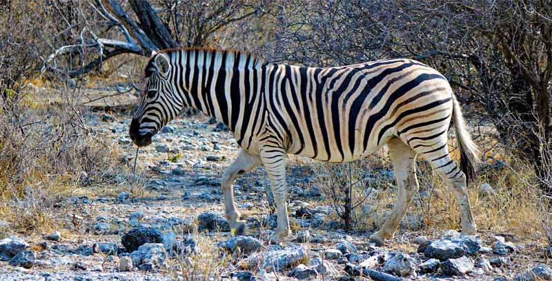 ETOSHA NATIONALPARK 14 zebra steppenzebra namibia etosha nationalpark