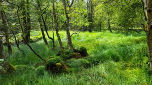 FICHTELGEBIRGE 17 moor fichtelseemoor hochmoor fichtelgebirge