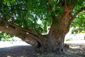 Geopark Nördlinger Ries 7 gerichtslinde sommerlinde mönchsdeggingen
