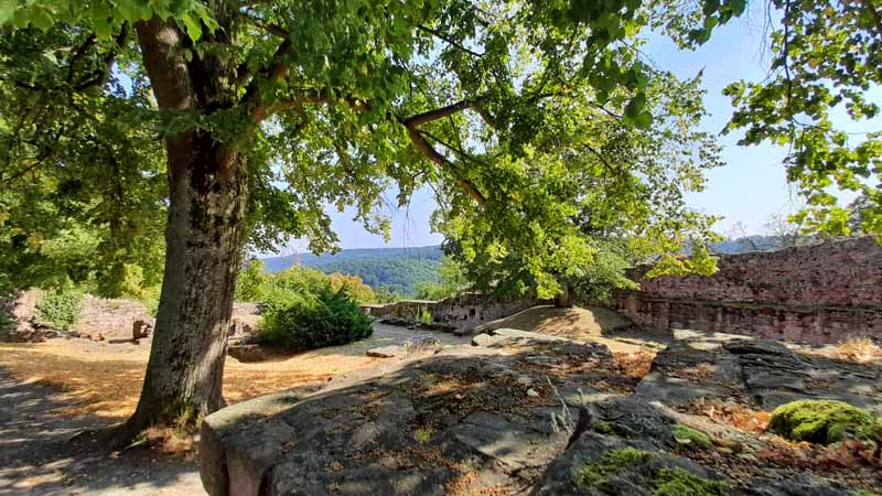 Kyffhäuser-Denkmal 22 alter baum kyffhäuser denkmal unterburg
