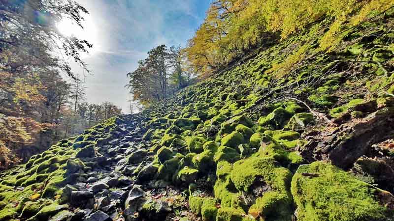 Vulkane, Moore und Granit - Die schönsten Geotope in der Oberpfalz 15 flechte biotop moos rauher kulm wandern