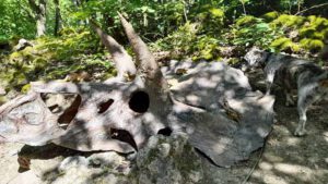 dinosaurier knochen dinopark teufelsschlucht ernzen