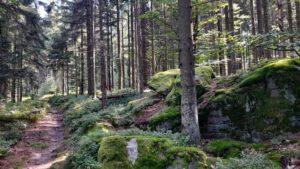 rundweg 2 wandern oberpfalz ruine schellenberg