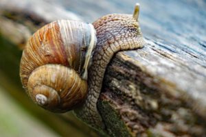 schnecke bramberg ausflug ruine burg