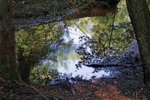 feuchtgebiet lorenzer reichswald nürnberg forsthof valznerweiher