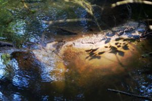 lorenzer reichswald nürnberg valznerweiher wandern eisweiher