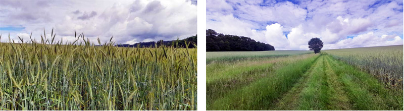 Wanderweg S3 in Scheinfeld 20 wanderweg s 3 scheinfeld schwarzenberg steigerwald mittelfranken