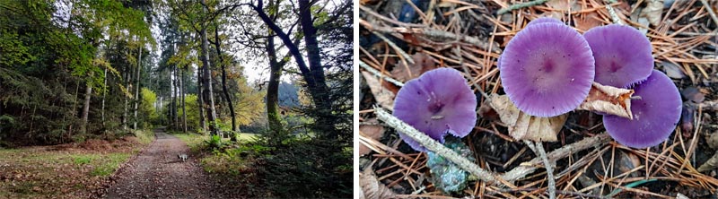 Findlingsweg Floß 24 auf dem findlingsweg von floss zum naturschutzgebiet doost oberpfalz