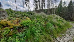 rundweg saale burgk burgkhammer bleiloch schleiz thüringen