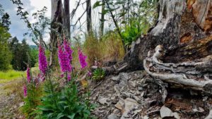 wandern burgk stausee schloss schleiz thüringen rundweg