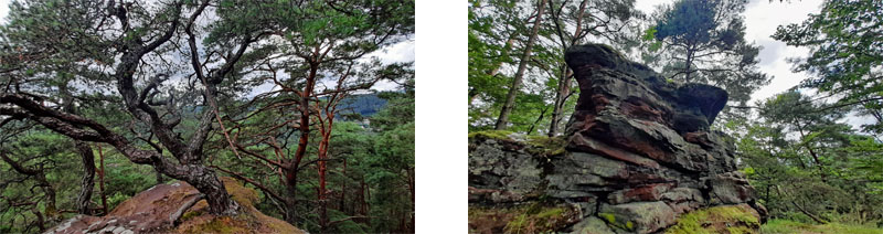 Hauensteiner Schusterpfad (Südwestpfalz) 11 kiefer doerreinfelsen sandstein schusterpfad hauenstein pfaelzerwald