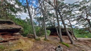 Hauensteiner Schusterpfad (Südwestpfalz) 20 kreuzfelsen hauenstein schusterpfad felsen sandstein wandern