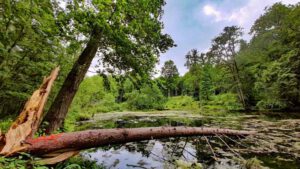 doos weiher sagenweg wemding sagen huaterle wandertour