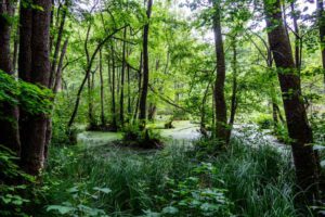 doos weiher und quelle sagenweg wemding feuchtgebiet