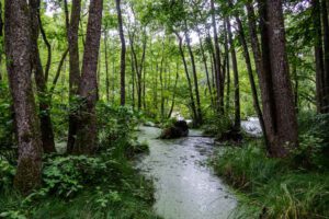 doos feuchtgebiet huaterle sagenweg wemding