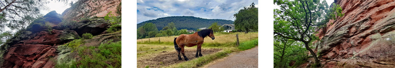 Hauensteiner Schusterpfad (Südwestpfalz) 3 hauensteiner schusterpfad wanderung pfalz