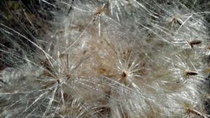 Kleine Felsenwanderung im Naturpark Steinwald 7 wandern steinwald pfaben löwenzahn