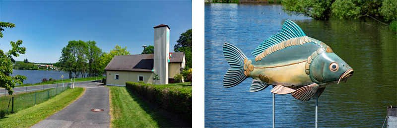 Wiesauer Waldseen und Muckenthaler Teichpfanne 20 kornthaner weiher karpfen skulputur wiesauer weiher rundweg 4