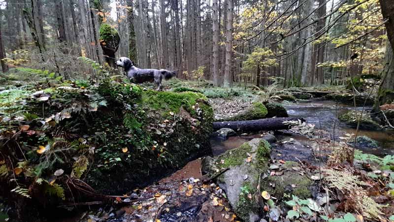 Leuchtenberg Wanderweg 1 ins Lerautal 16 lerautal leuchtenberg wanderweg 1 leraubach