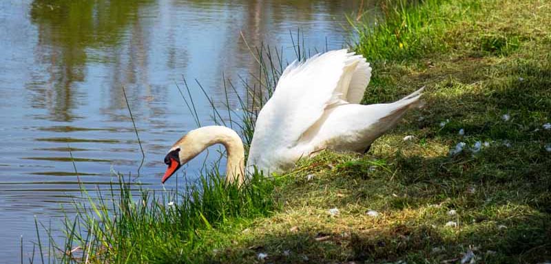 Wiesauer Waldseen und Muckenthaler Teichpfanne 7 wiesau wanderweg 4 und 4a um die waldseen oberpfalz