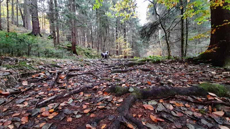 Leuchtenberg Wanderweg 1 ins Lerautal 32 wanderweg 1 leuchtenberg lerautal wolfslohklamm burg geotope